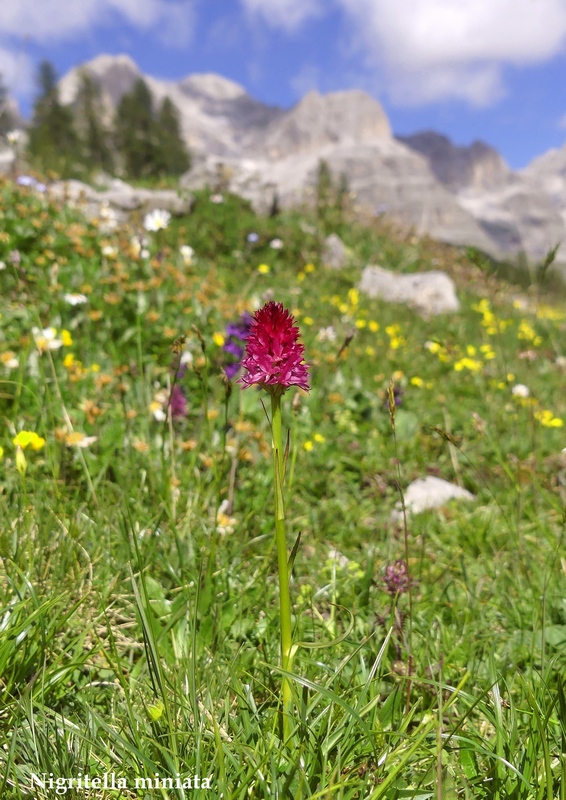 La Nigritella widderi nelle Dolomiti di Brenta.